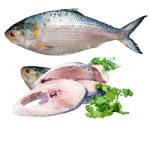 Ilish the King of Fish