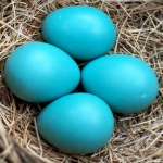 Bird Blue Robin Eggs 4pcs