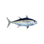 Tuna Fish